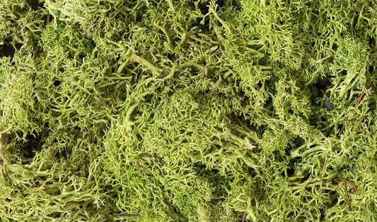 Woodland Scenics L162 All Scale Lichen - Light Green