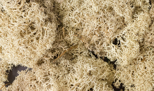 Woodland Scenics L166 All Scale Lichen - Natural