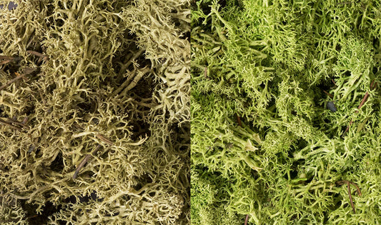 Woodland Scenics L167 All Scale Lichen - Light Green Mix