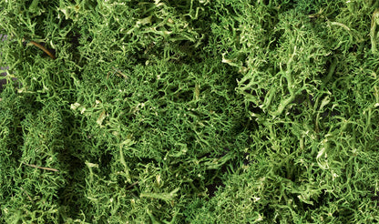 Woodland Scenics L163 All Scale Lichen - Medium Green