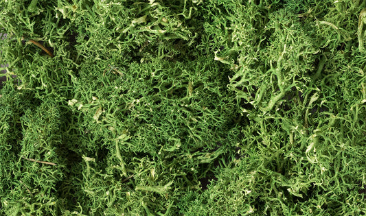 Woodland Scenics L163 All Scale Lichen - Medium Green