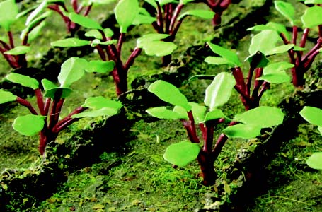 JTT Scenery 95592 Ho Rhubarb Plants