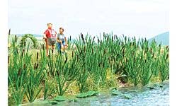 Walthers SceneMaster 949-4179 HO Cattails Kit 60-Pack