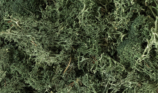 Woodland Scenics L164 All Scale Lichen - Dark Green