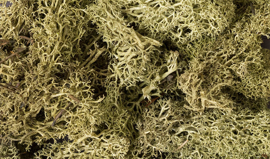 Woodland Scenics L161 All Scale Lichen - Spring Green