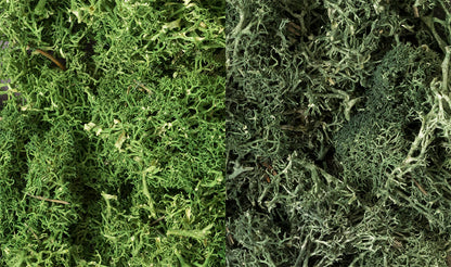 Woodland Scenics L168 All Scale Lichen - Dark Green Mix