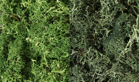 Woodland Scenics L168 All Scale Lichen - Dark Green Mix