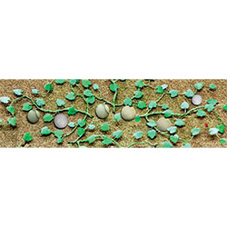 JTT Scenery 95574 O Cantalope Patch