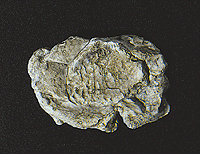 Woodland Scenics 1237 All Scale Rock Molds - 5 x 7" 12.7 x 17.7cm -- Wind Rock