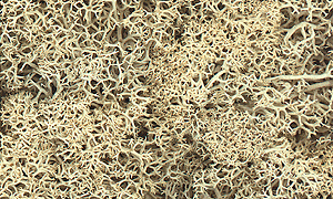 Woodland Scenics 166 All Scale Lichen - 1.5qts 1.4L -- Natural Color