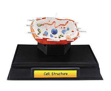 Woodland Scenics 4253 All Scale Scene-A-Rama Classroom Packs(TM) -- Cell Structure