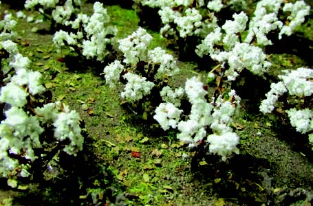 JTT Scenery 95591 O Cotton Plants