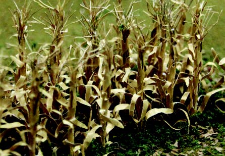 JTT Scenery 95588 Ho Dried Corn Stalks