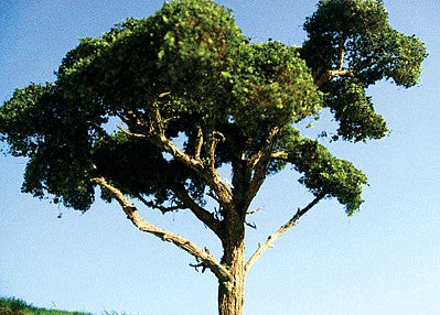 Grand Central Gems T29 All Scale Hardwood Tree -- 4 to 5" 10.2 to 12.7cm pkg(2)