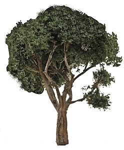 Grand Central Gems T31 All Scale Hardwood Tree -- 8 to 10" 20.3 to 25.4cm pkg(1)