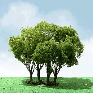 JTT 92203 All Scale Privet Trees -- 1-3/4 - 2" 4.4 - 5.1cm Tall pkg(3)