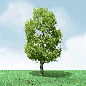 JTT 92209 N Scale Birch Trees - Pro Elite -- 2 - 2-1/4" 5.1 - 5.7cm pkg(3)