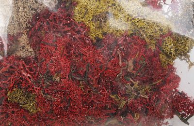 Labelle Industries 5006 All Scale Lichen -- Mixed Colors