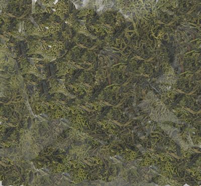 Labelle Industries 5101 All Scale Lichen -- Light Green