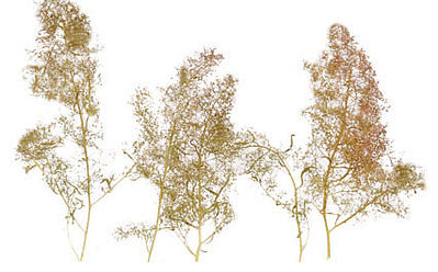 Scenic Express 215 All Scale SuperTree(TM) Super Value Pack -- 200 to 250 Trees - 5 to 8" 12.7 to 20.3cm
