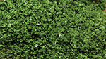 Scenic Express 6132 All Scale SuperLeaf Scale Model Leaf Flake - Shaker - 16oz 454g -- Medium Green