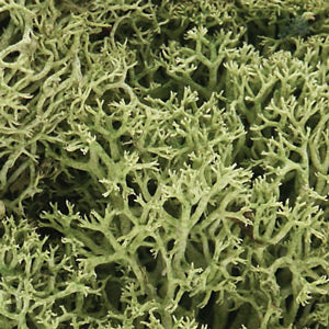 Woodland Scenics 161 Lichen- Spring Green (1qt. Bag)